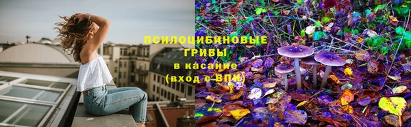 трава Аркадак